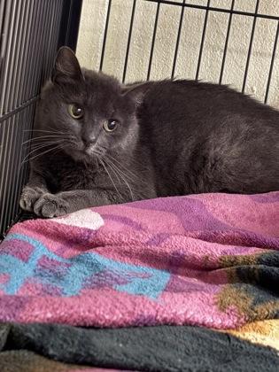 Spice — thumbnail 3