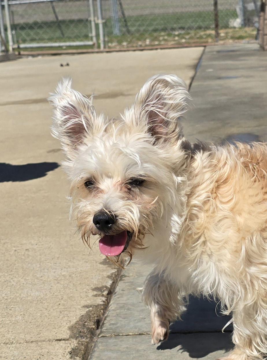 Enlarge Maci, an adopted mixed breed in Terre Haute, IN image 2/5