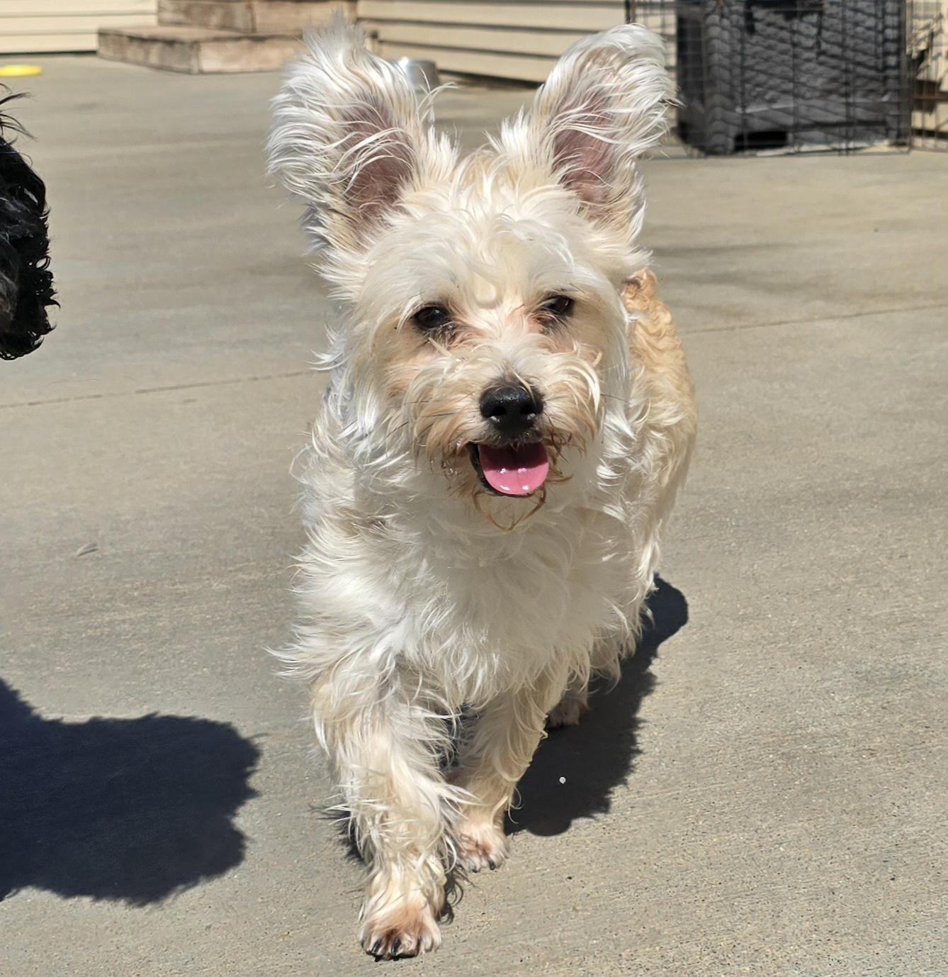 Enlarge Maci, an adopted mixed breed in Terre Haute, IN image 3/5