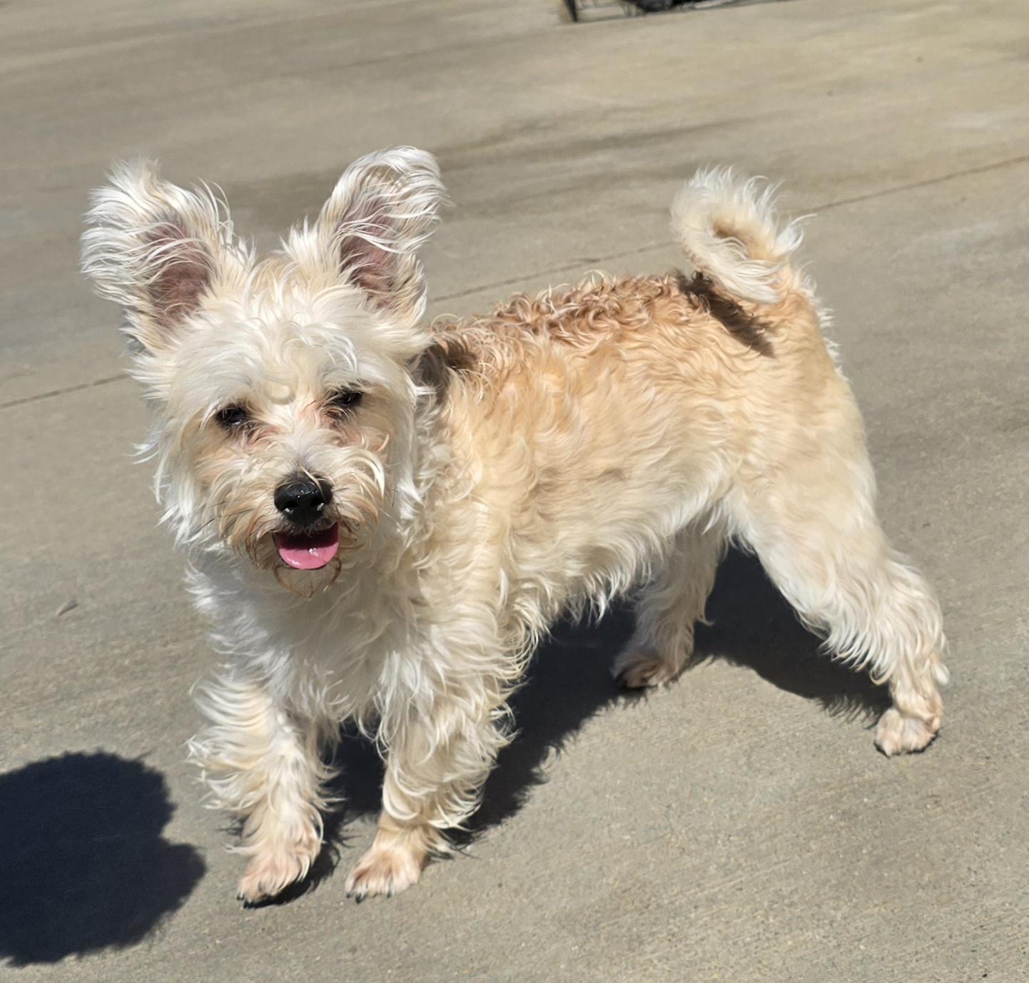 Enlarge Maci, an adopted mixed breed in Terre Haute, IN image 5/5