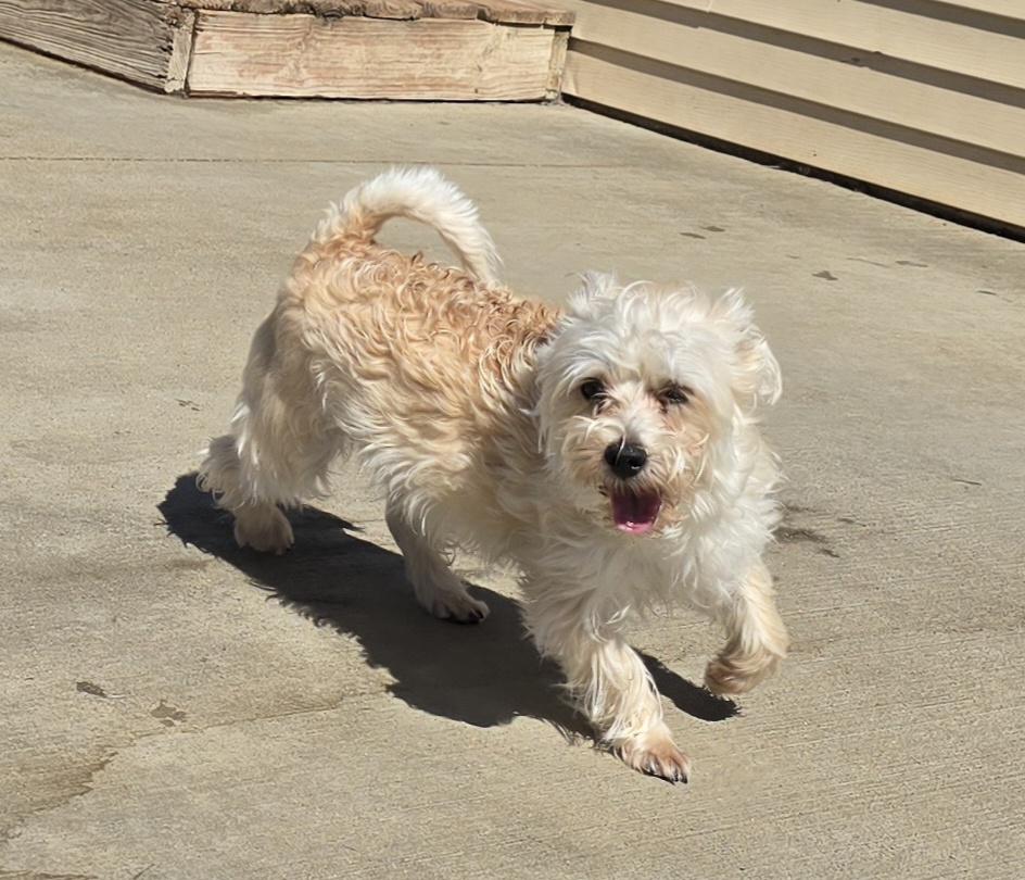 Enlarge Maci, an adopted mixed breed in Terre Haute, IN image 4/5