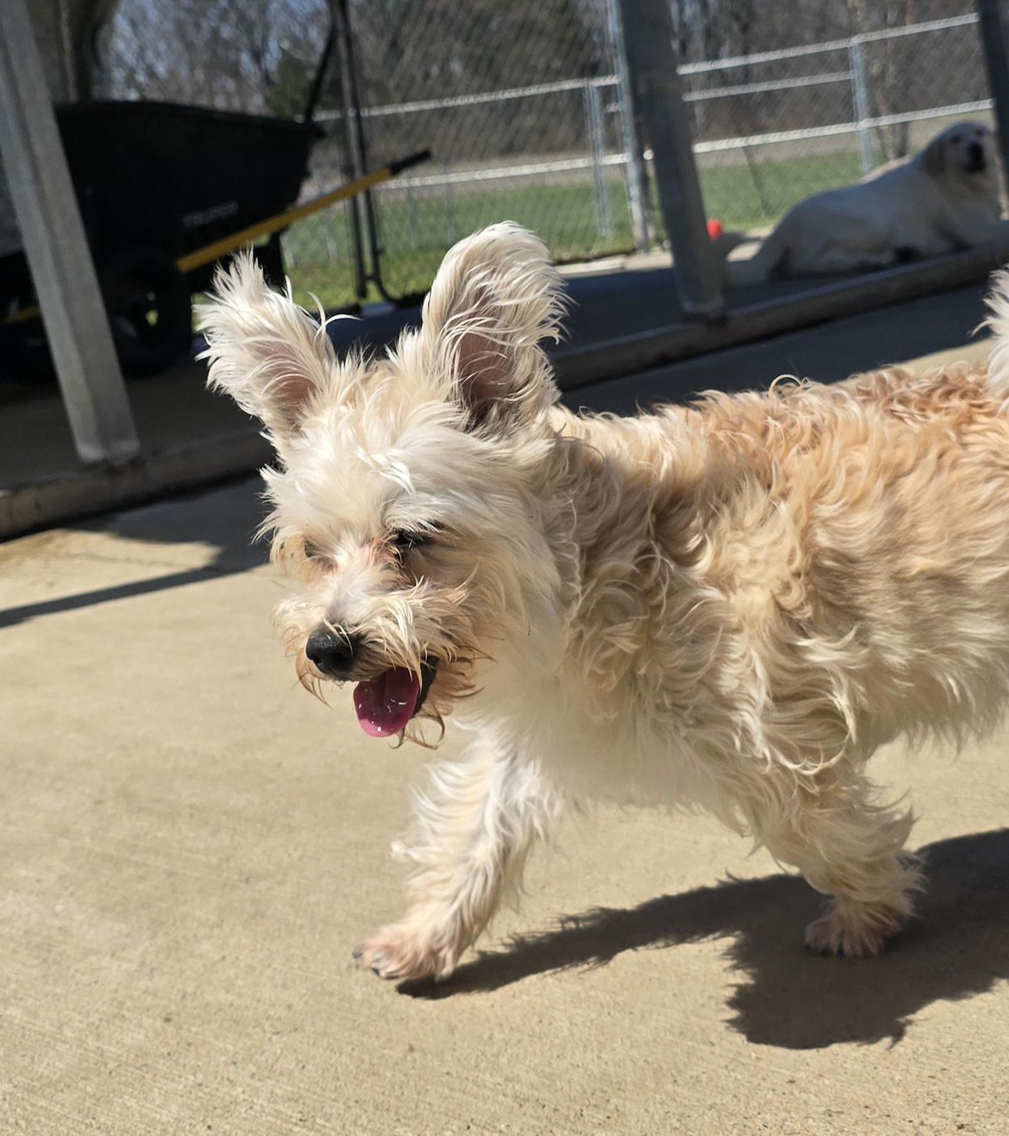 Enlarge Maci, an adopted mixed breed in Terre Haute, IN image 1/5