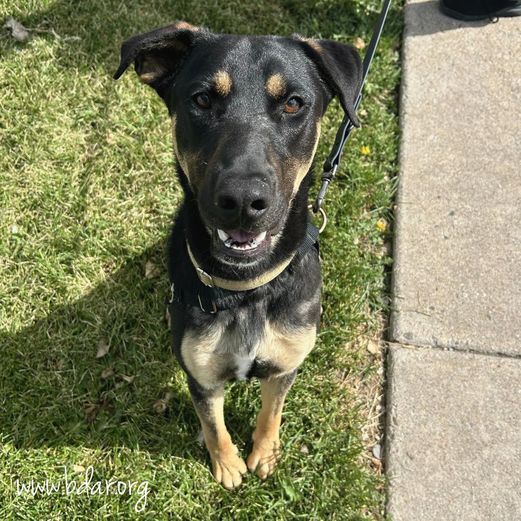 Bubba, Adoptable, Young Male German Shepherd Dog & Doberman Pinscher.