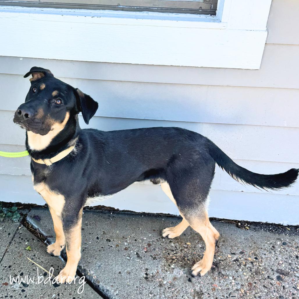 Bubba, a Adoptable mixed breed in Cheyenne, WY image 2/6