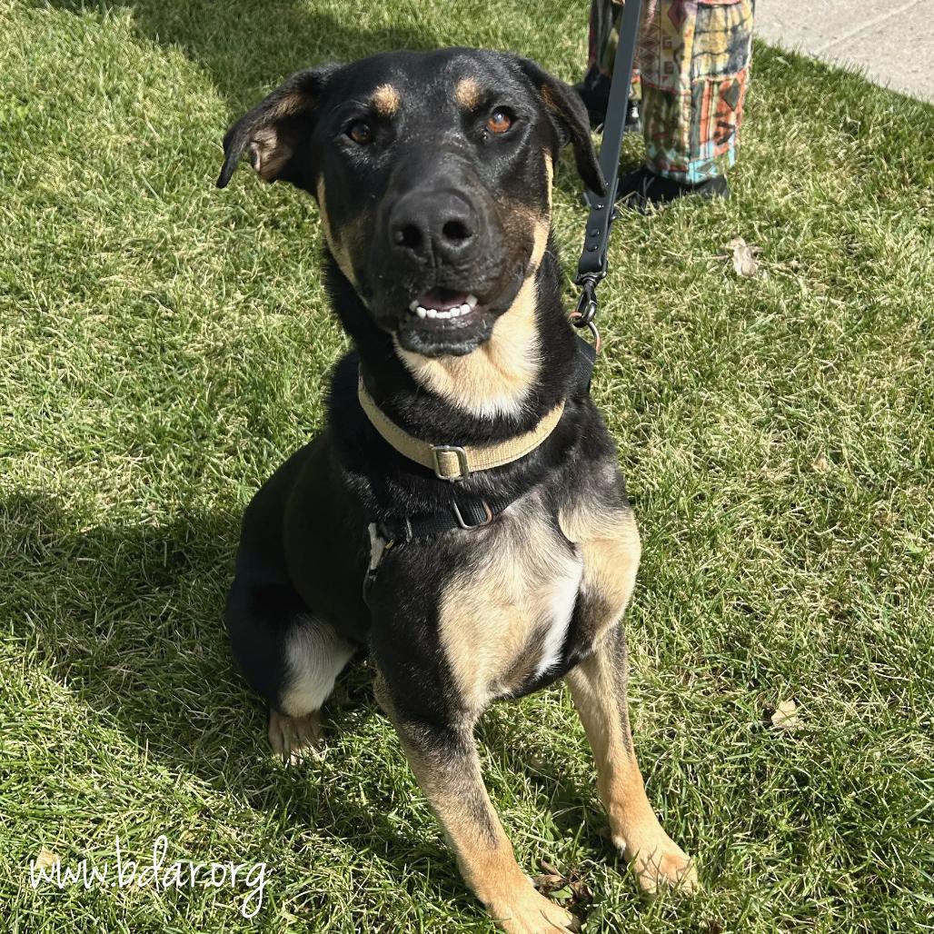 Bubba, a Adoptable mixed breed in Cheyenne, WY image 3/6
