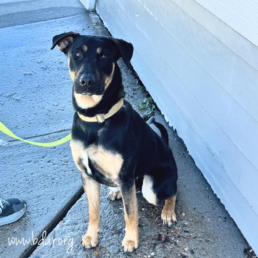 Bubba, a Adoptable mixed breed in Cheyenne, WY image 4/6