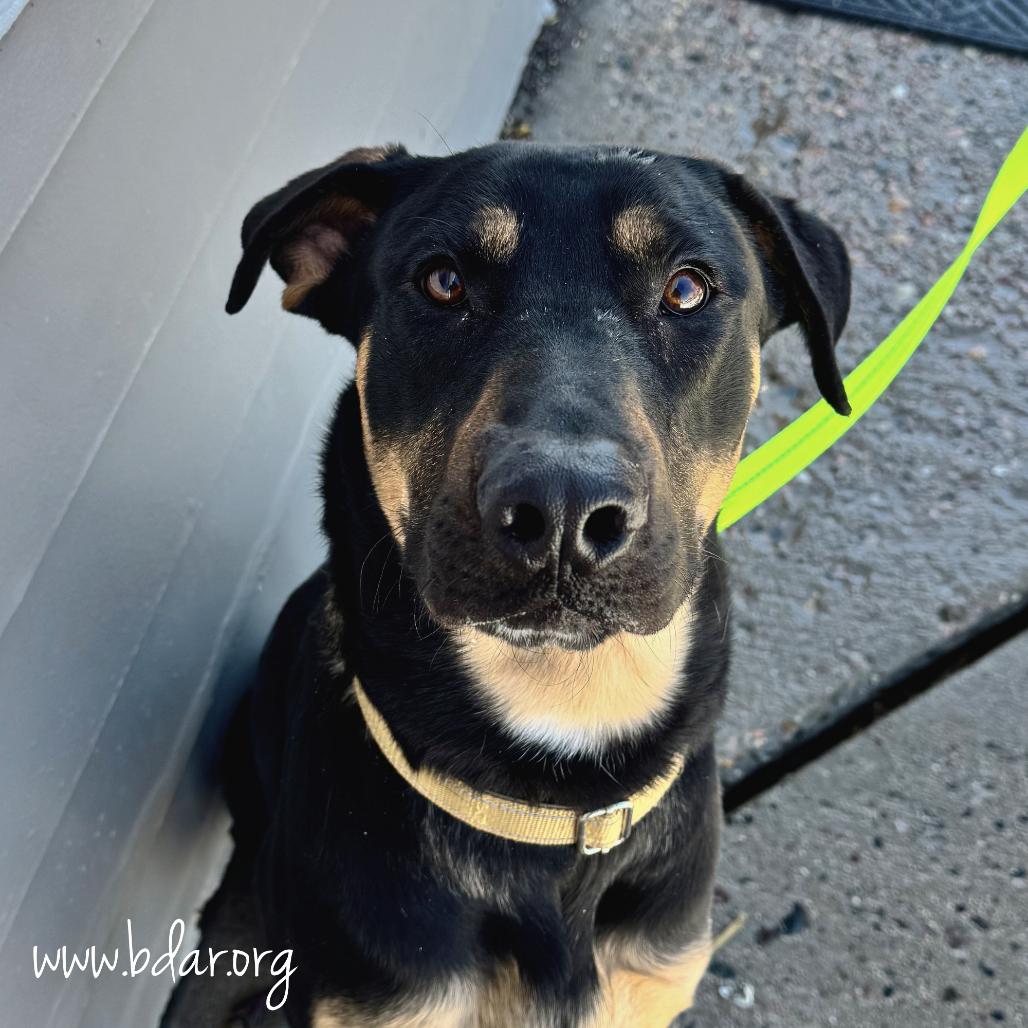 Bubba, a Adoptable mixed breed in Cheyenne, WY image 5/6