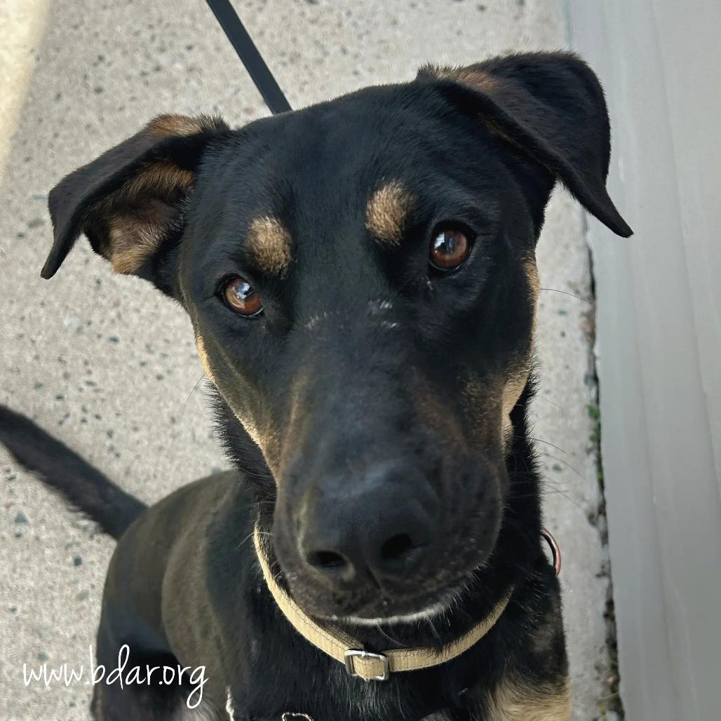 Bubba, a Adoptable mixed breed in Cheyenne, WY image 6/6