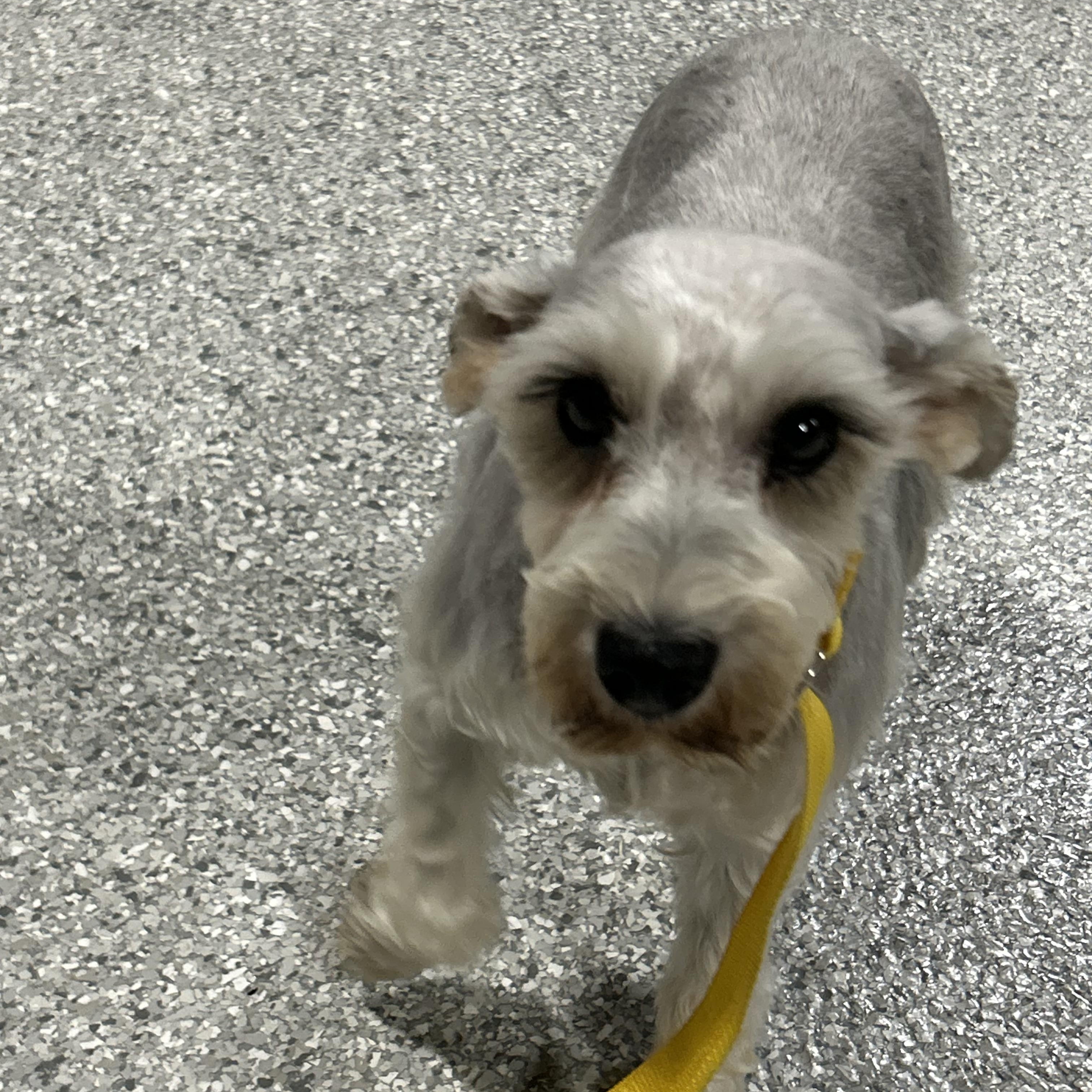 Harlet 12 lbs, a Adoptable Miniature Schnauzer in Maumee , OH image 2/5