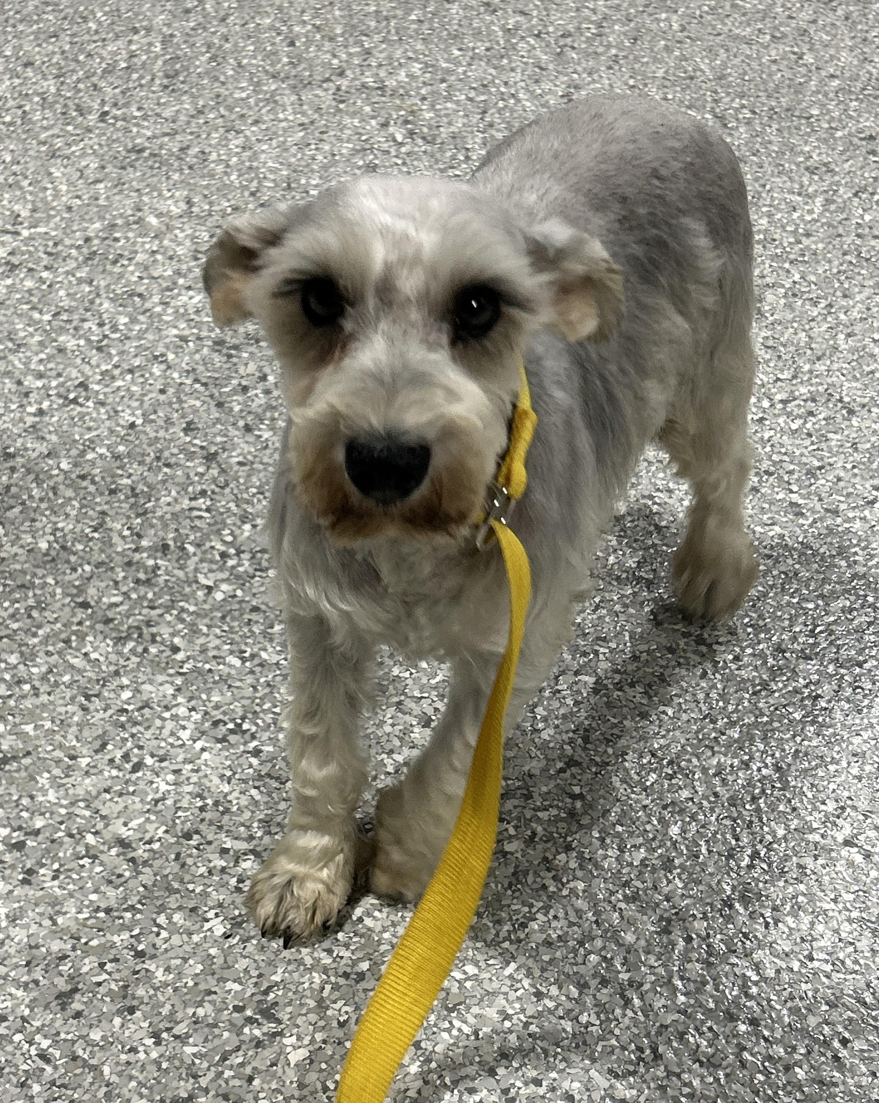 Harlet 12 lbs, Adoptable, Adult Female Miniature Schnauzer.