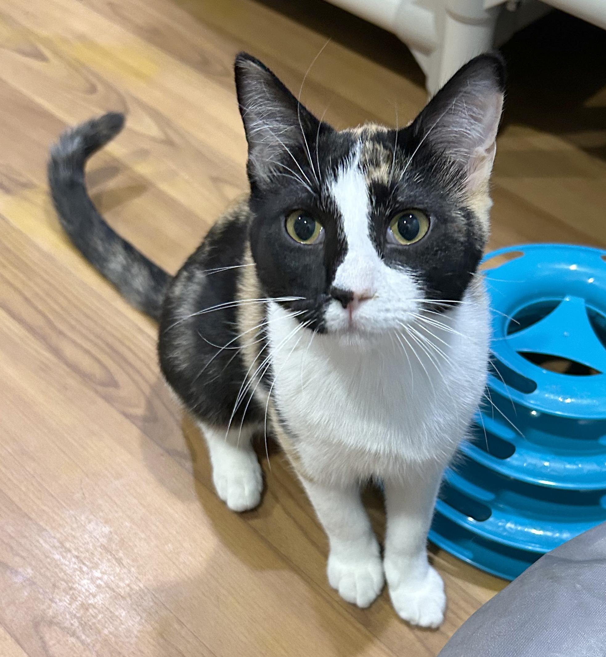 Liz, Adoptable, Kitten Female Calico.
