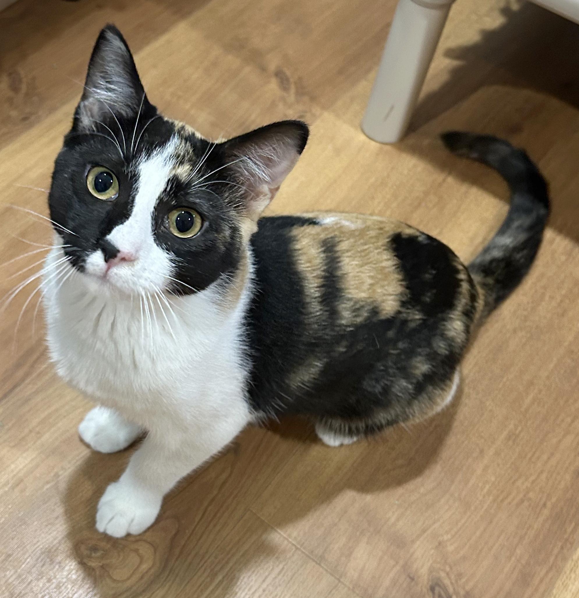 Enlarge Liz, a Adoptable Calico in Parkville, MO image 3/6