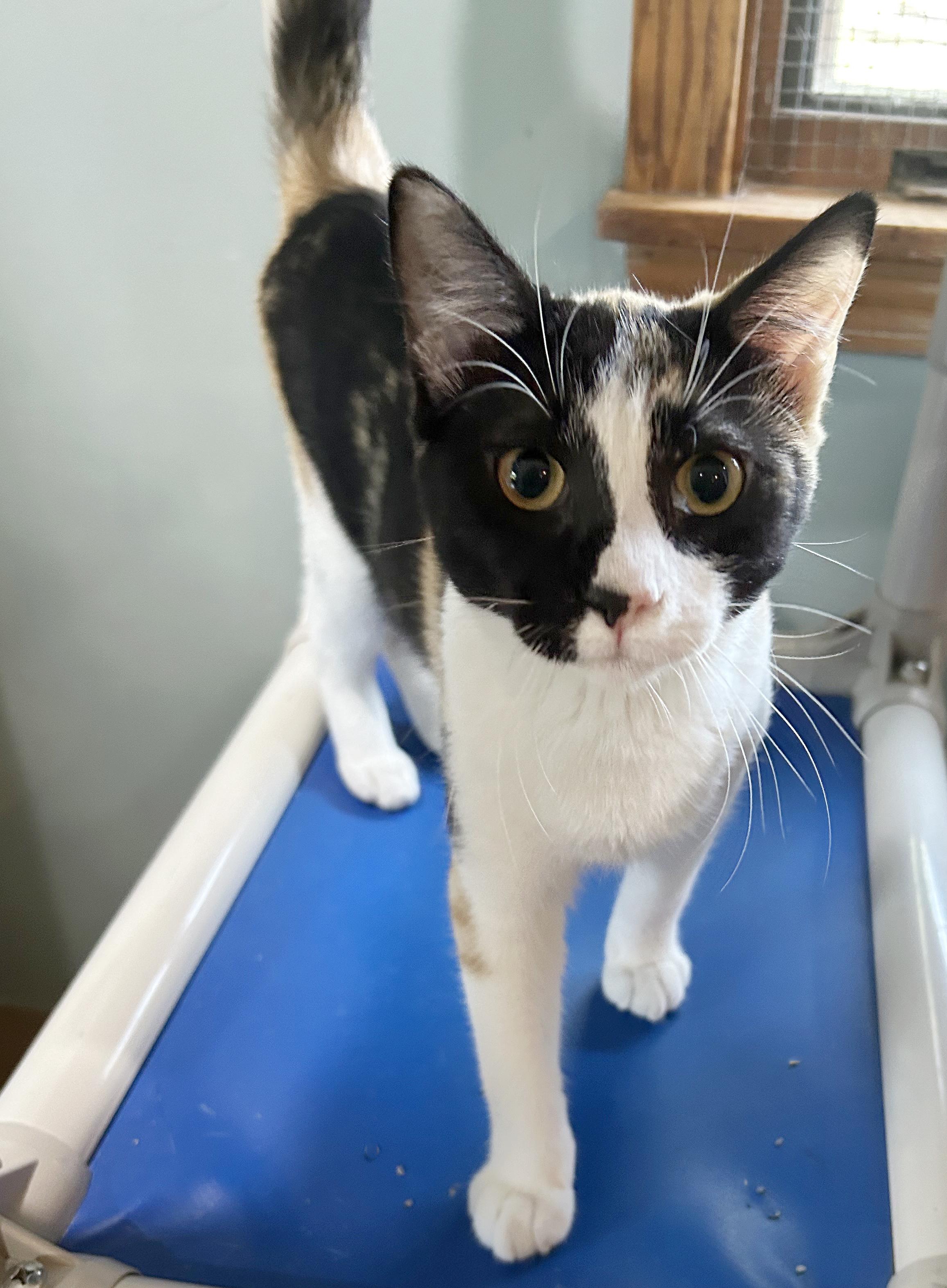 Enlarge Liz, a Adoptable Calico in Parkville, MO image 6/6