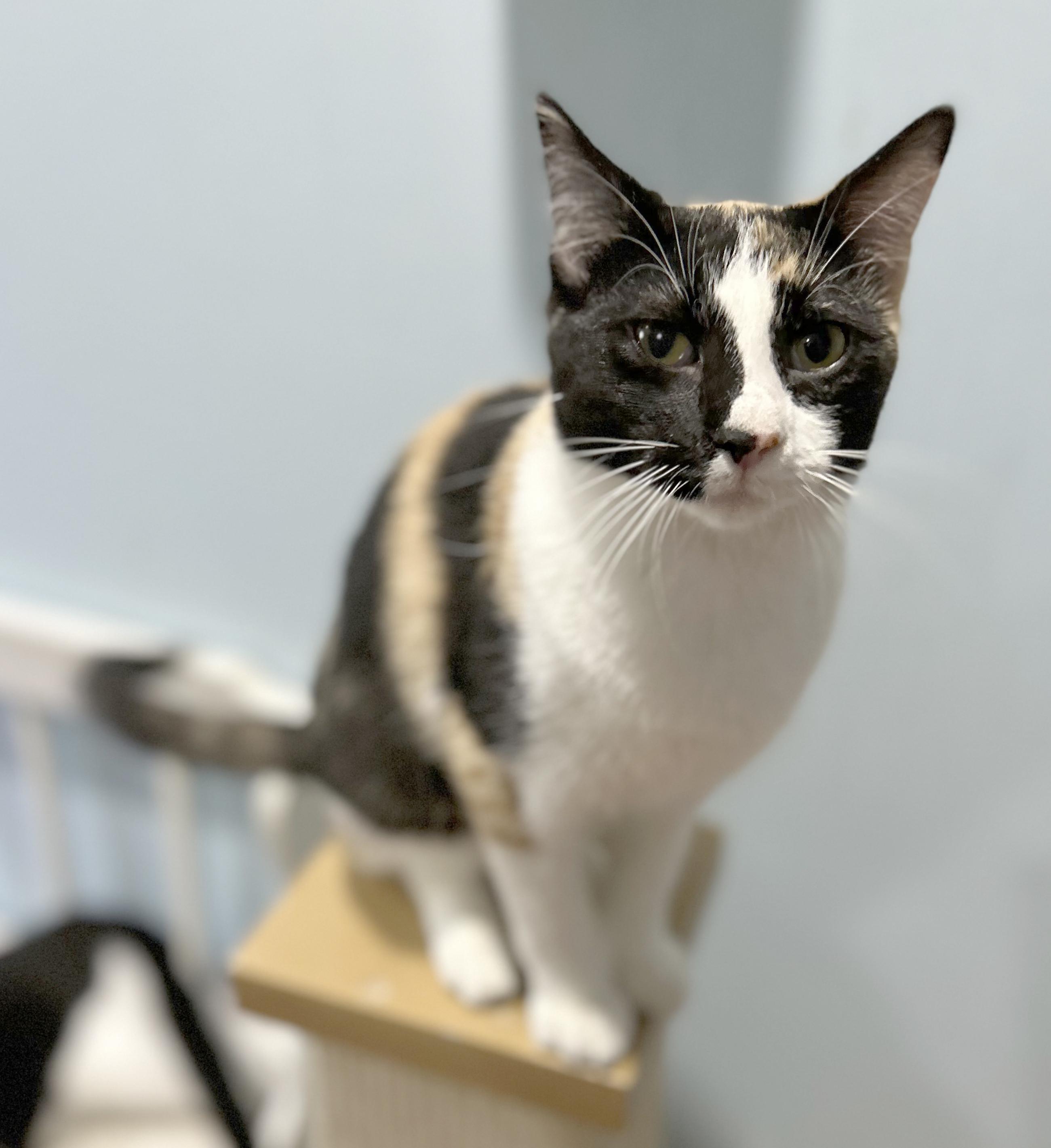 Liz, Adoptable, Kitten Female Calico.