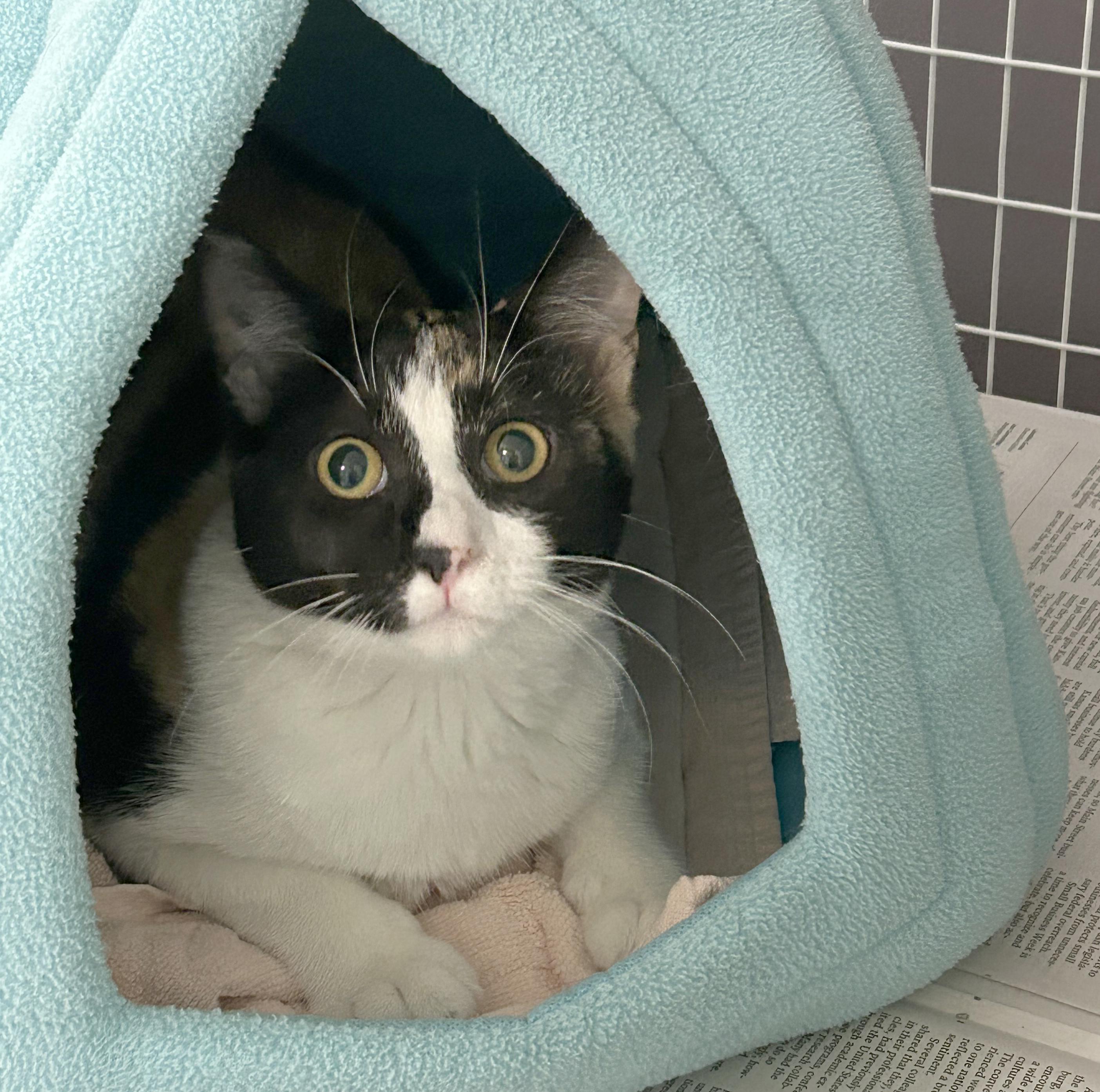 Enlarge Liz, a Adoptable Calico in Parkville, MO image 5/6