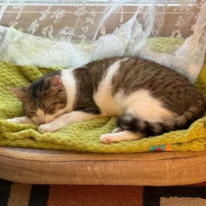 Ashley, a Adoptable Domestic Short Hair in Morgan Hill, CA image 3/4