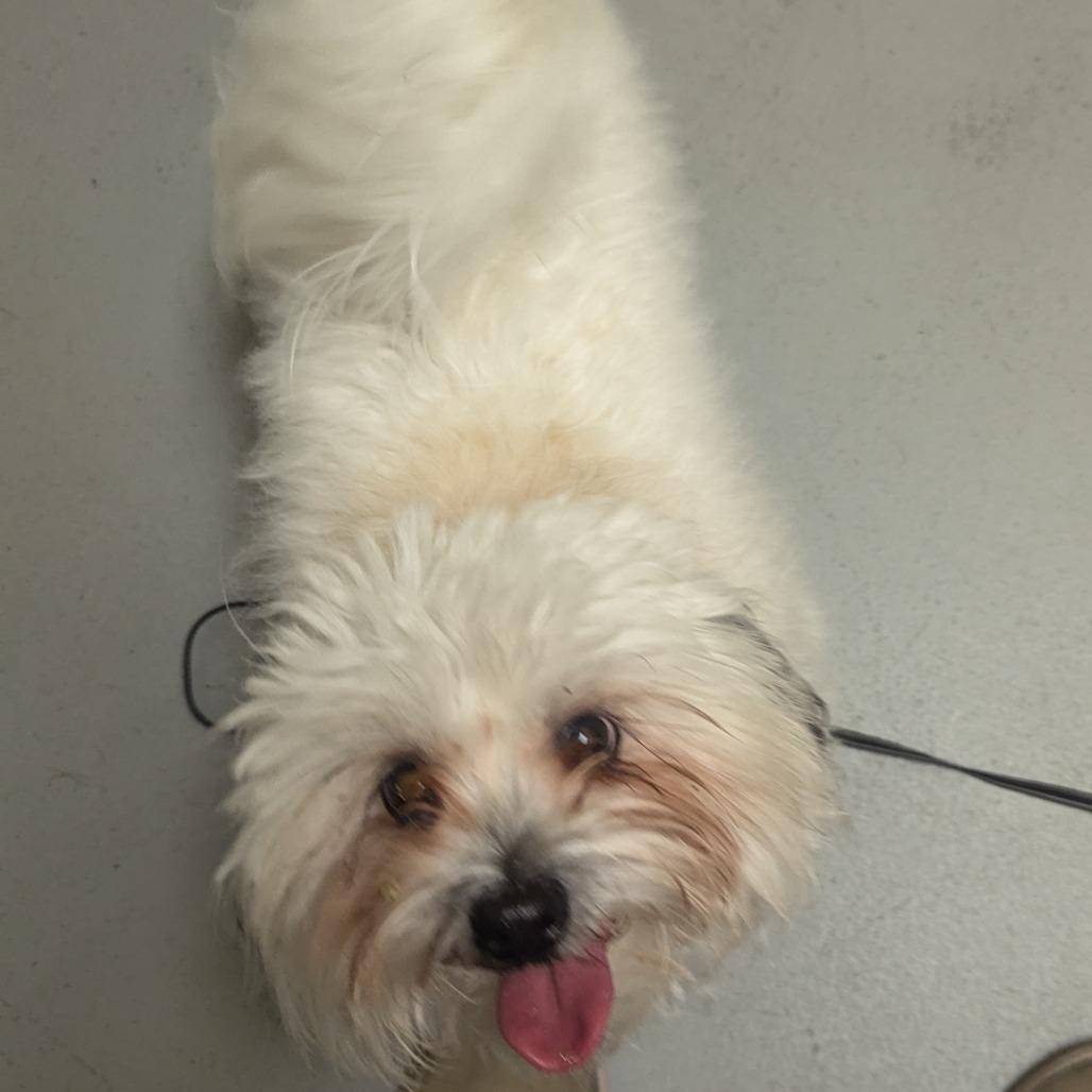 Itty Bitty, Adoptable, Young Male Maltese & Shih Tzu.