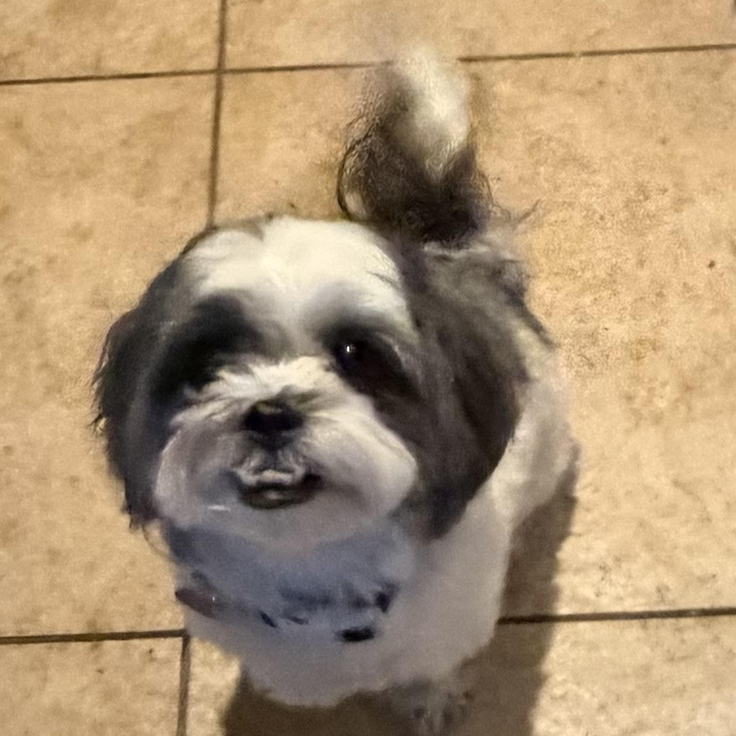 Bailey IV, adoptable, Young Male Shih Tzu & Maltese.