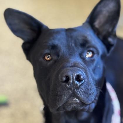 Jakobi, Adoptable, Adult Male Shepherd & Mixed Breed.