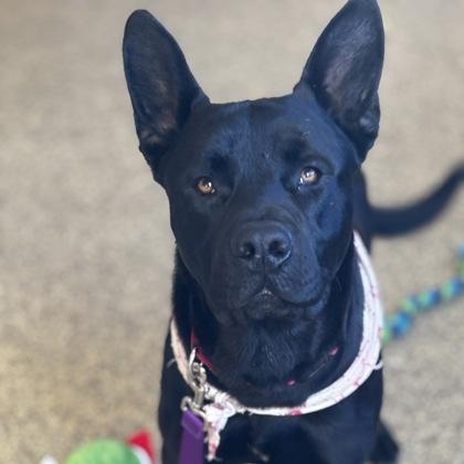 Enlarge Jakobi, a Adoptable mixed breed in Merriam, KS image 2/3