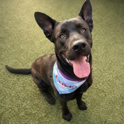 Jakobi, Adoptable, Adult Male Shepherd & Mixed Breed.