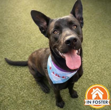 Enlarge Jakobi, a Adoptable mixed breed in Merriam, KS image 3/3