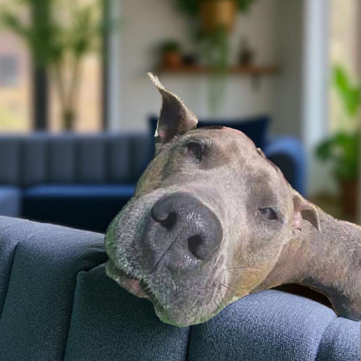 Hamlet, Adoptable, Adult Male Staffordshire Bull Terrier.