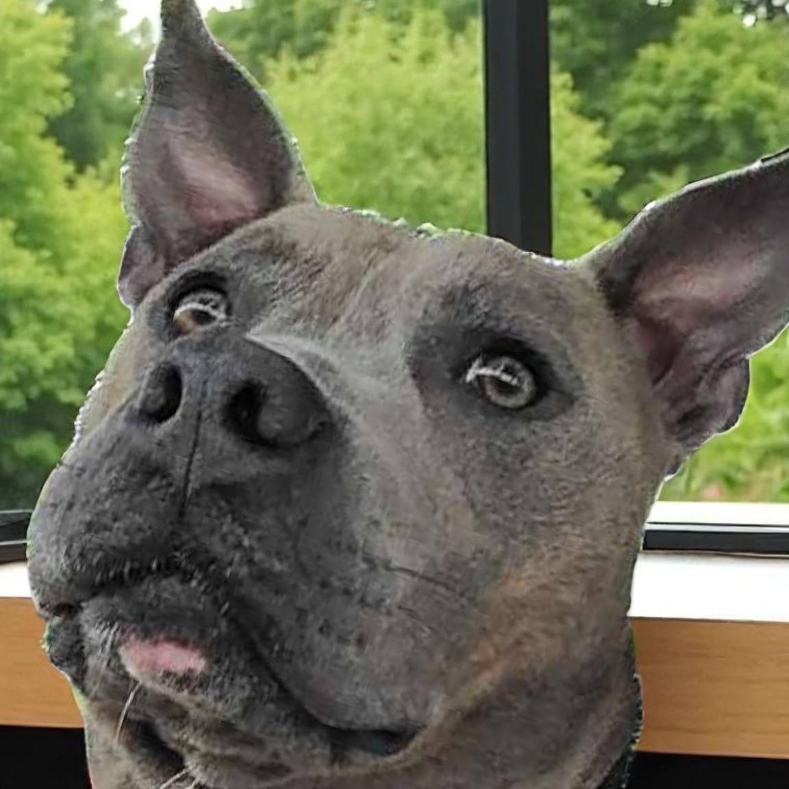 Hamlet, a Adoptable mixed breed in Richmond, KY image 3/4