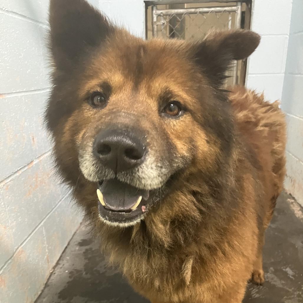 Ludo, a Adoptable mixed breed in Volcano, HI image 2/6