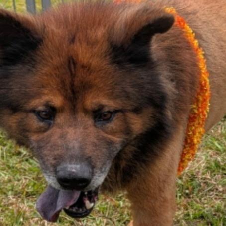 Ludo, a Adoptable mixed breed in Volcano, HI image 3/6