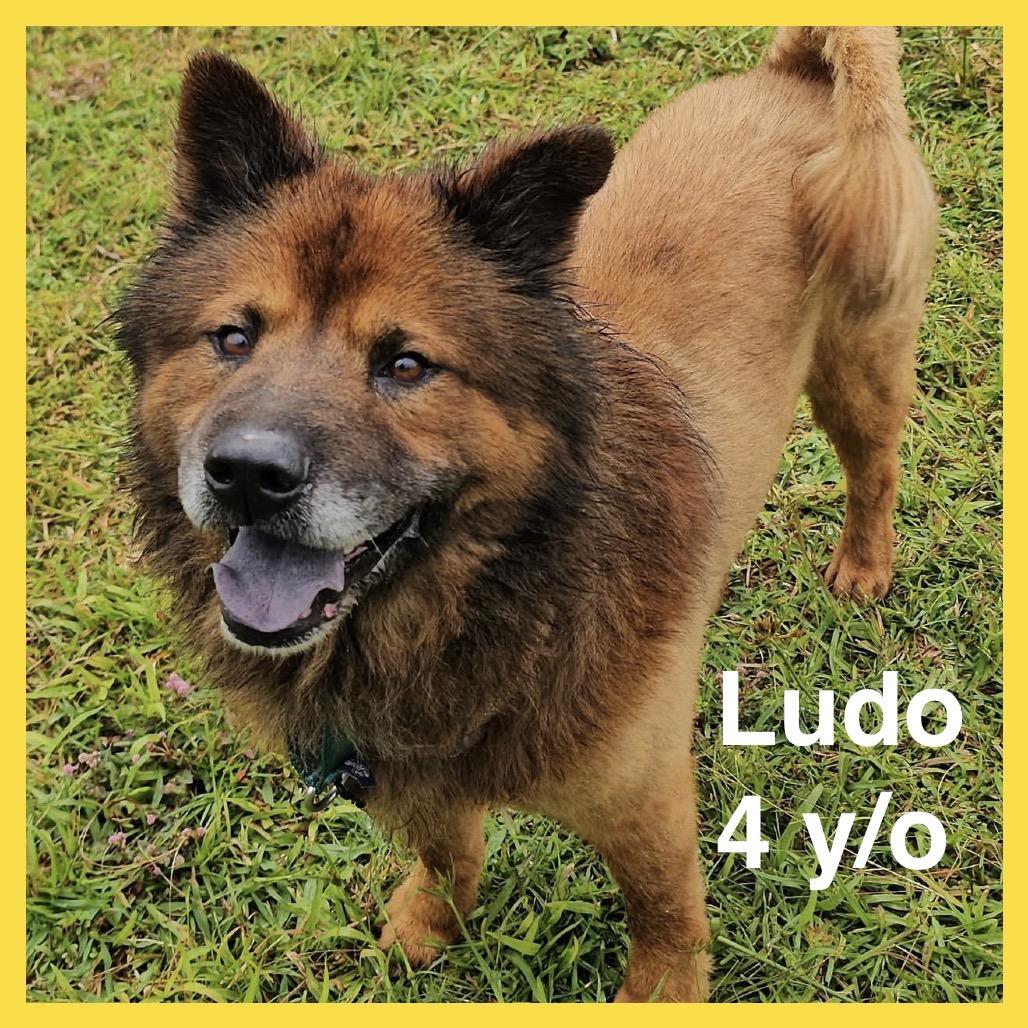 Ludo, a Adoptable mixed breed in Volcano, HI image 5/6