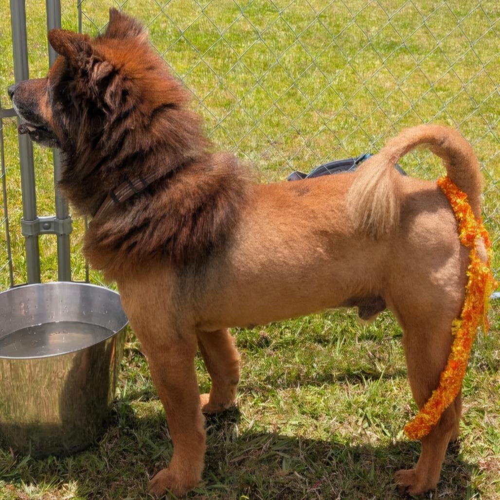 Ludo, a Adoptable mixed breed in Volcano, HI image 6/6