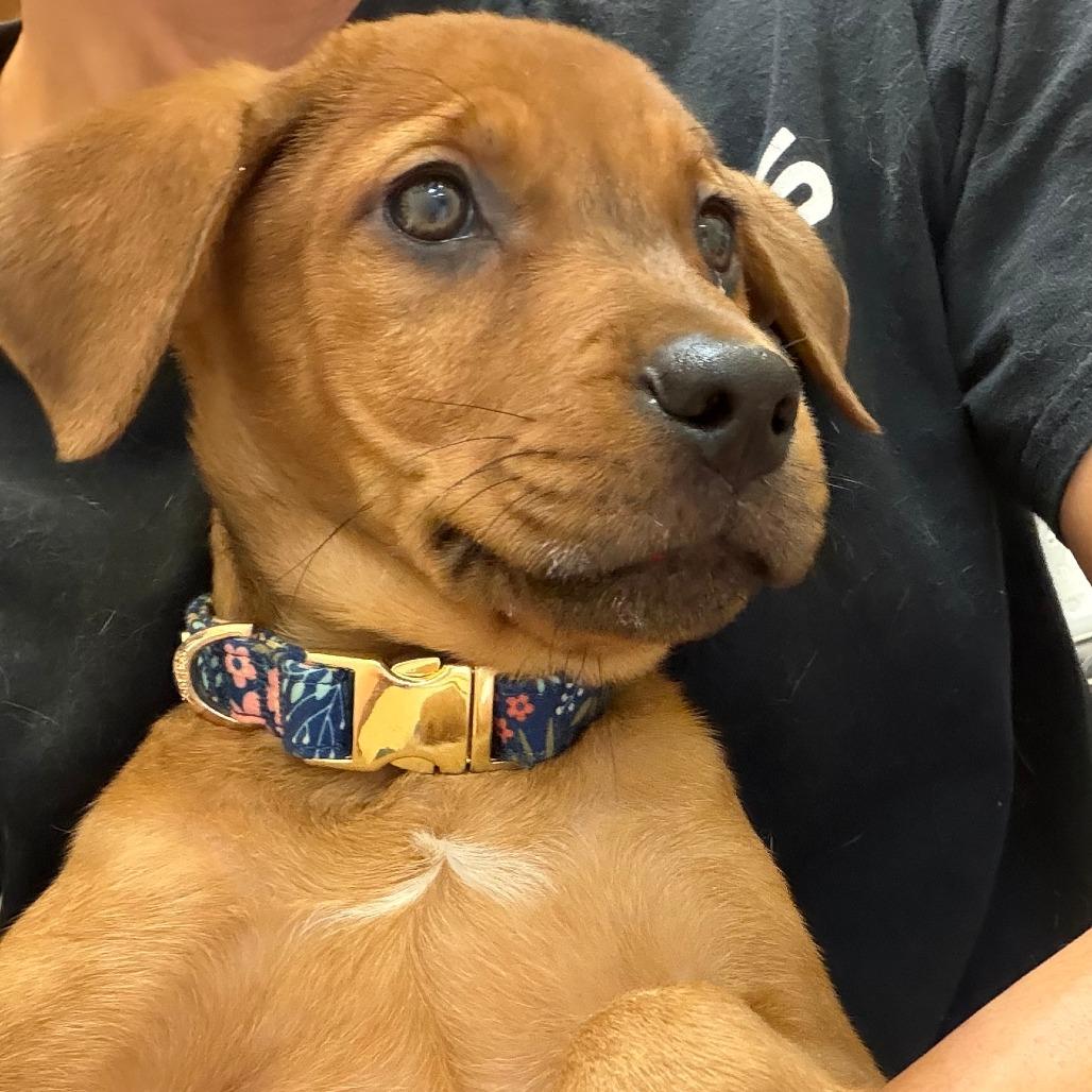 Enlarge Flora, a Adoptable mixed breed in Greensboro, GA image 1/6