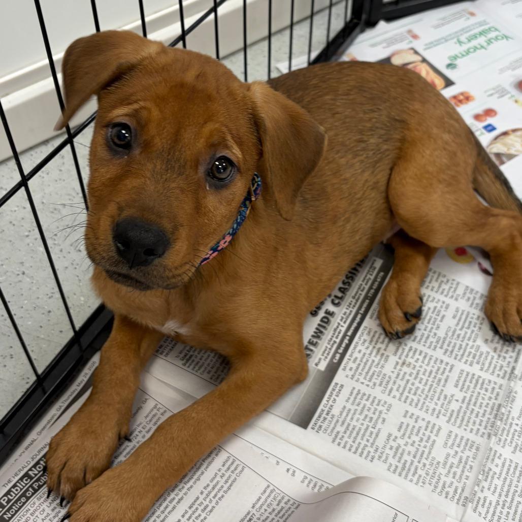 Enlarge Flora, a Adoptable mixed breed in Greensboro, GA image 2/6