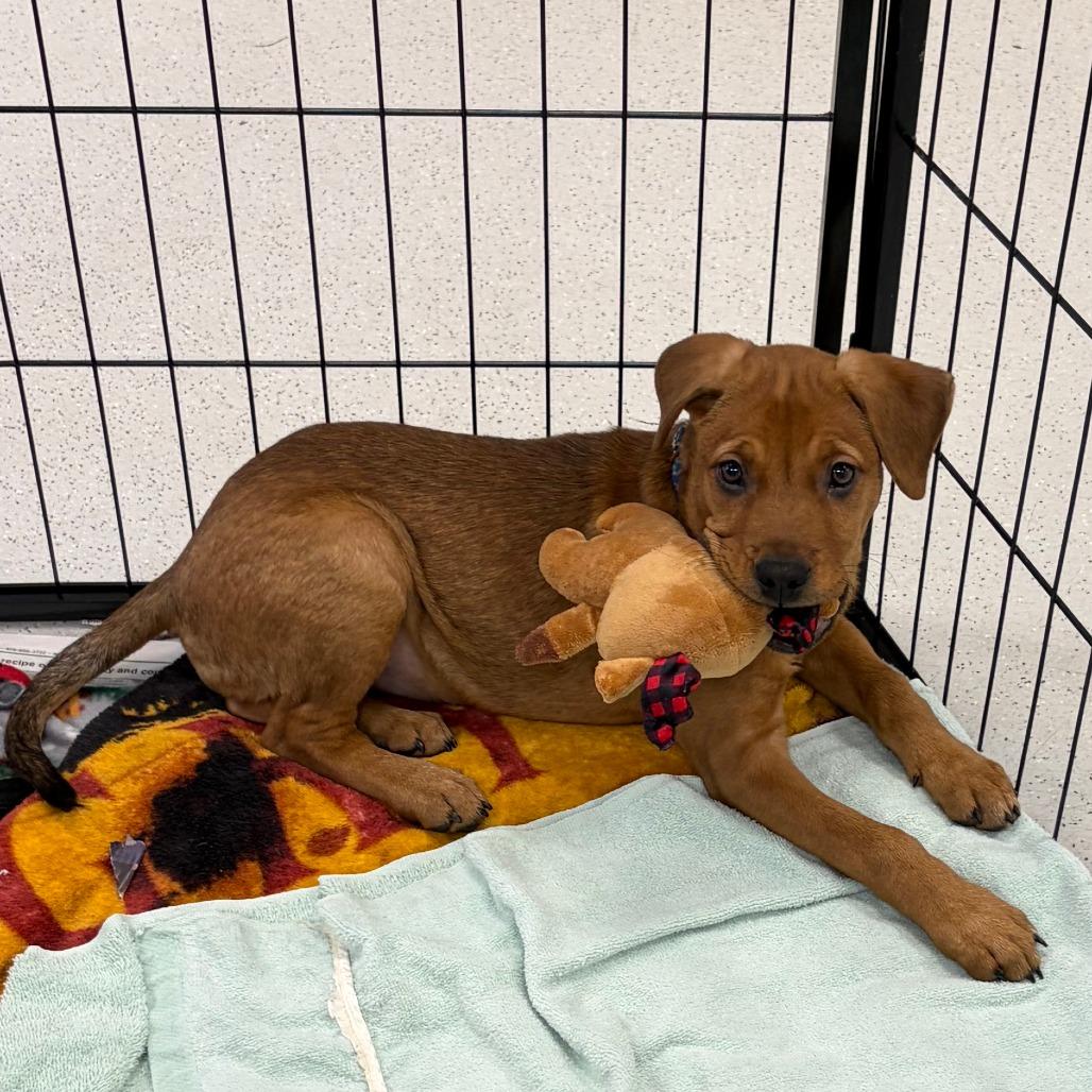 Enlarge Flora, a Adoptable mixed breed in Greensboro, GA image 3/6