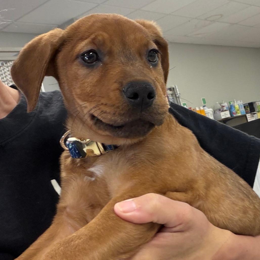 Enlarge Flora, a Adoptable mixed breed in Greensboro, GA image 4/6
