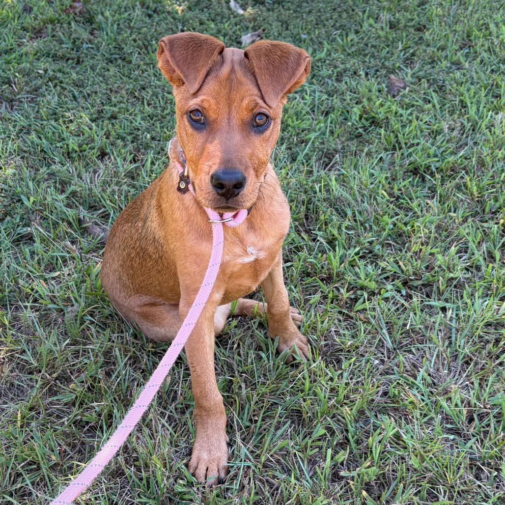 Enlarge Flora, a Adoptable mixed breed in Greensboro, GA image 5/6