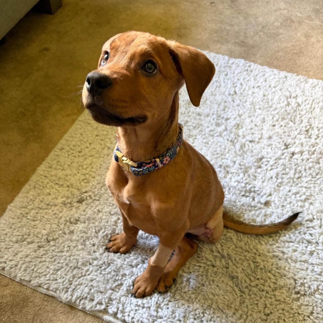 Enlarge Flora, a Adoptable mixed breed in Greensboro, GA image 6/6