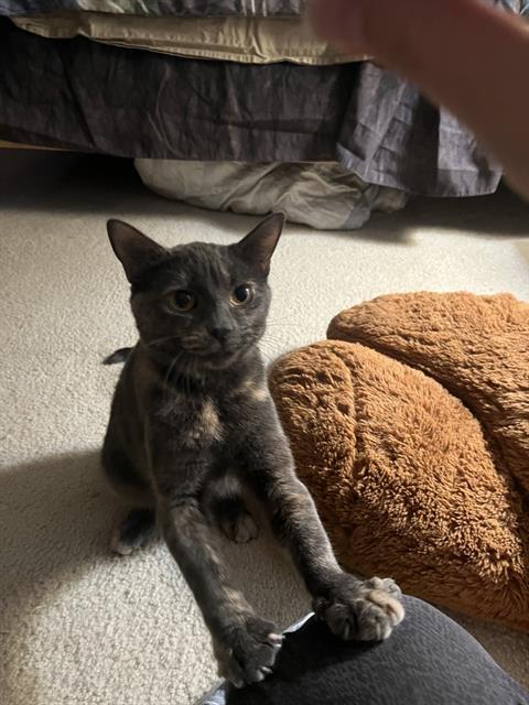 CALLIE, Adoptable, Adult Female Domestic Short Hair.