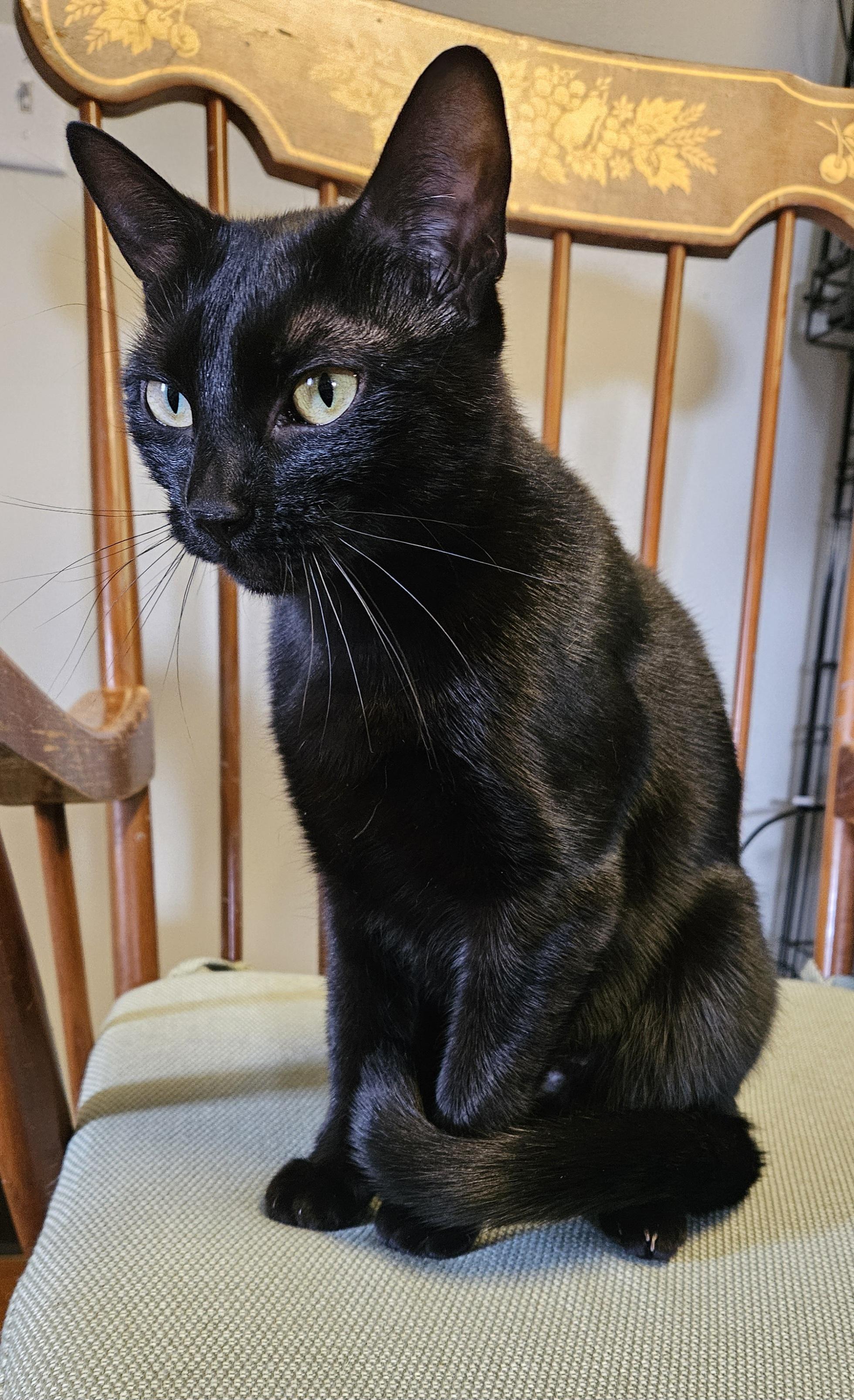 Zora, an adopted Domestic Short Hair in Brockport, NY image 4/5