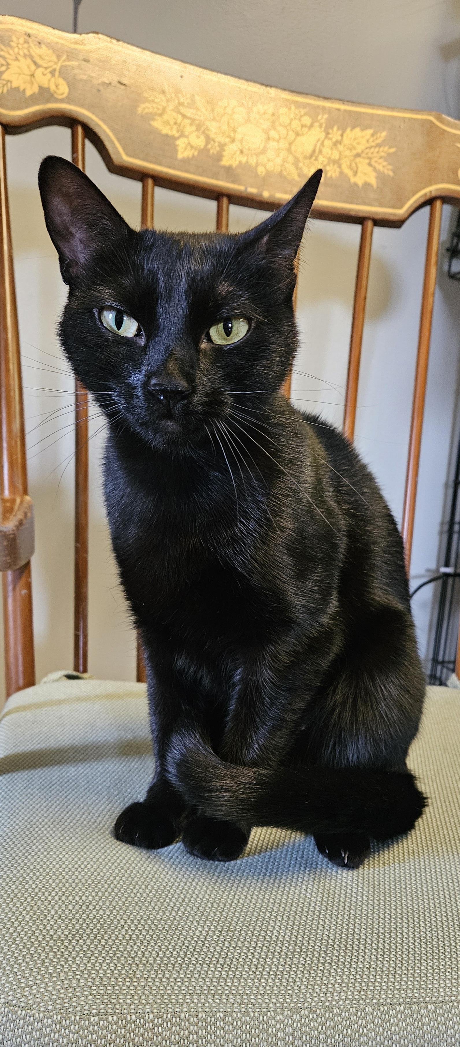 Zora, an adopted Domestic Short Hair in Brockport, NY image 2/5