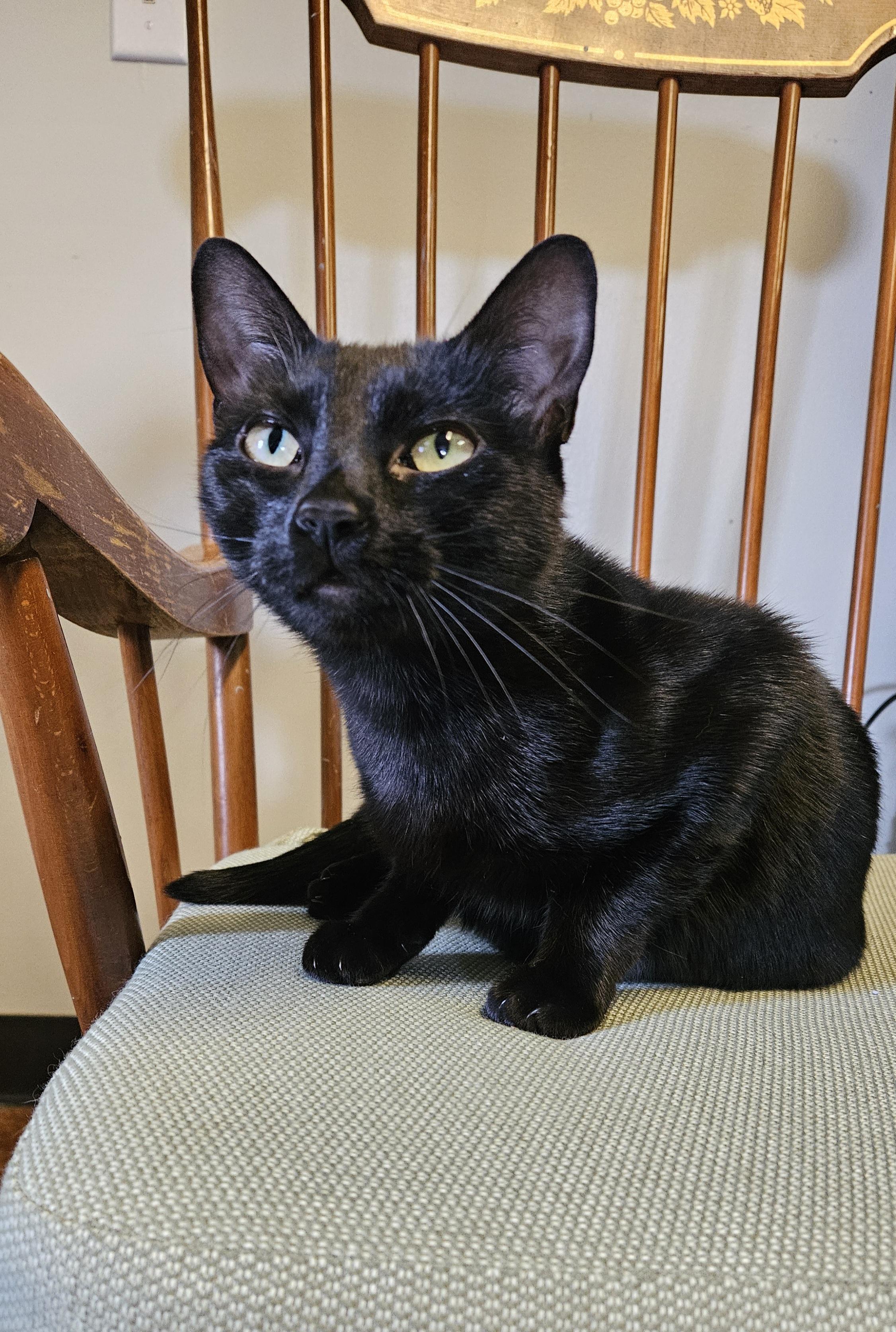 Zora, adopted, Young Female Domestic Short Hair.