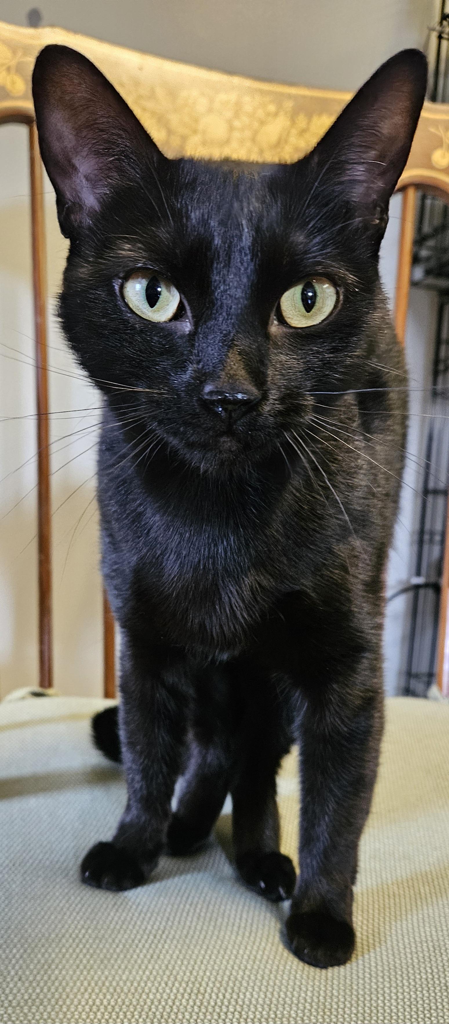 Zora, an adopted Domestic Short Hair in Brockport, NY image 3/5
