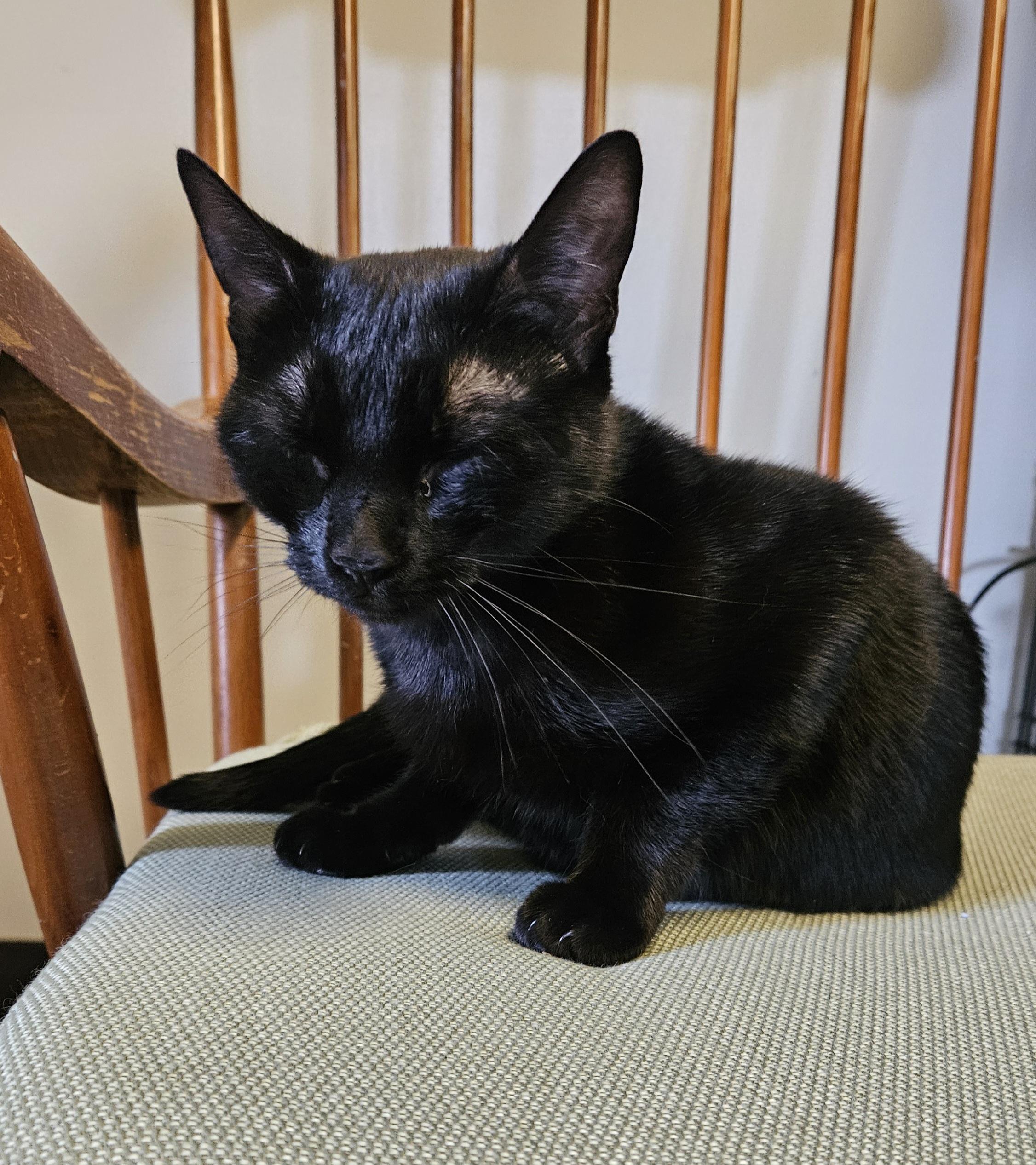 Zora, an adopted Domestic Short Hair in Brockport, NY image 5/5