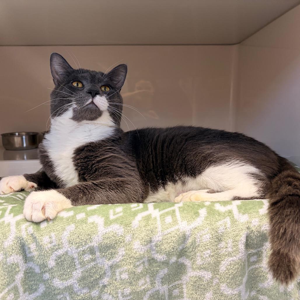 Enlarge Ferb, a Adoptable Domestic Short Hair in Watertown, NY image 1/2