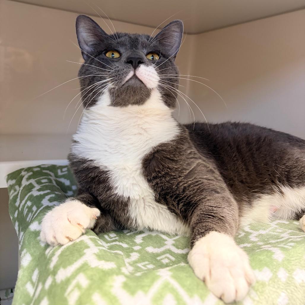 Enlarge Ferb, a Adoptable Domestic Short Hair in Watertown, NY image 2/2