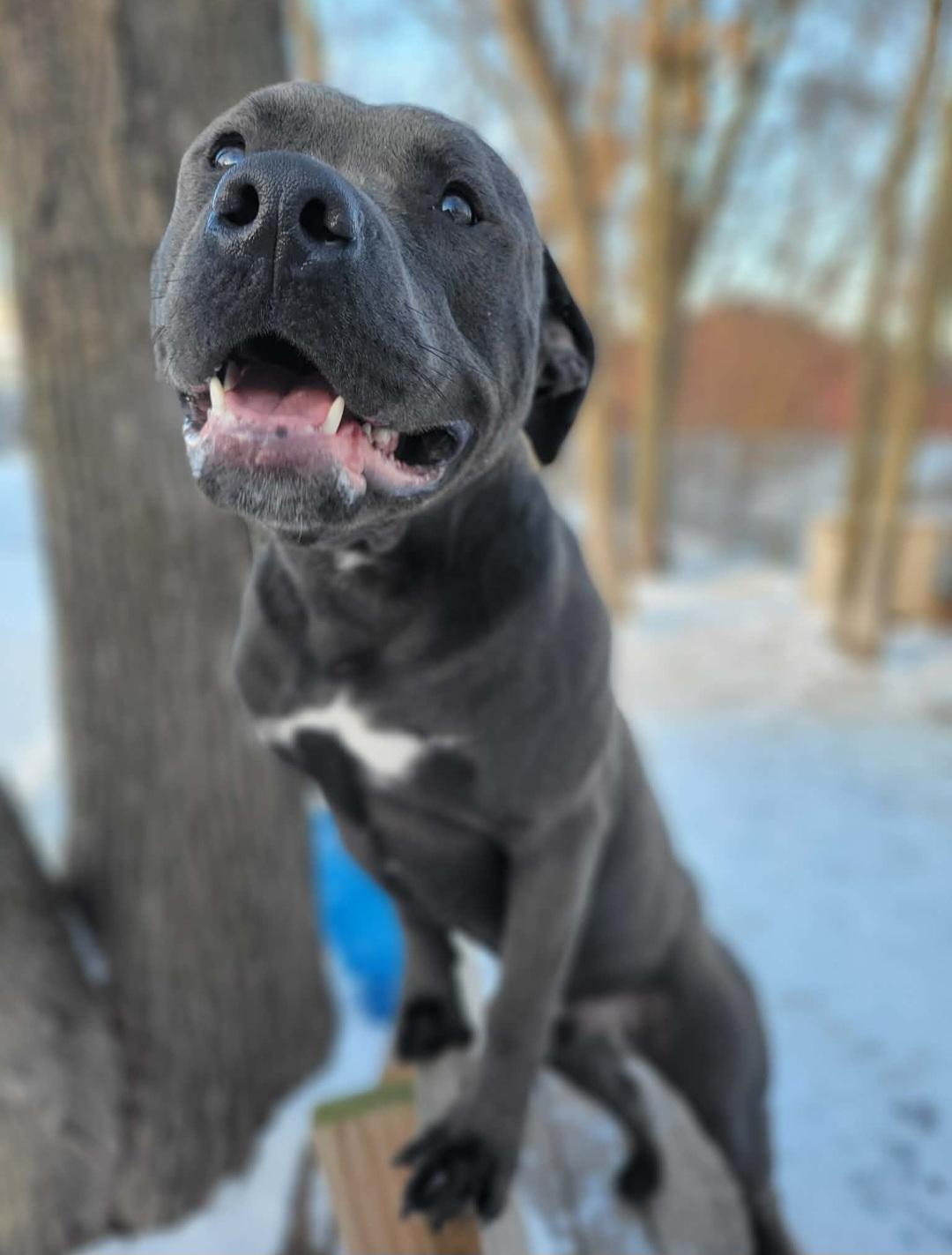 Enlarge Eleven, a Adoptable mixed breed in merrillville, IN image 2/6