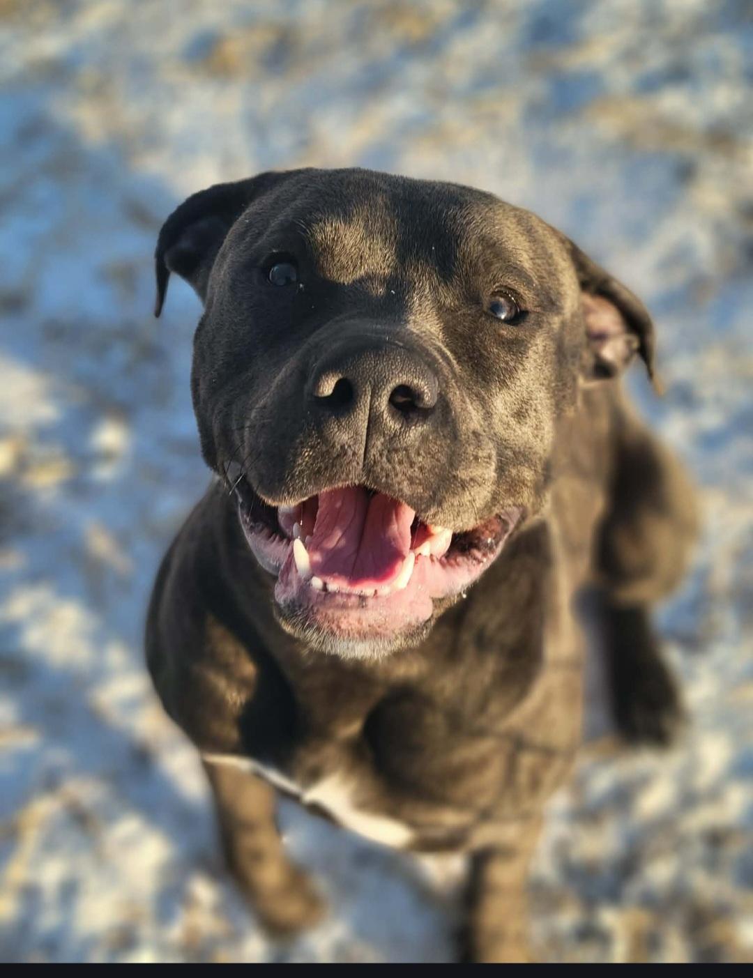 Enlarge Eleven, a Adoptable mixed breed in merrillville, IN image 2/3