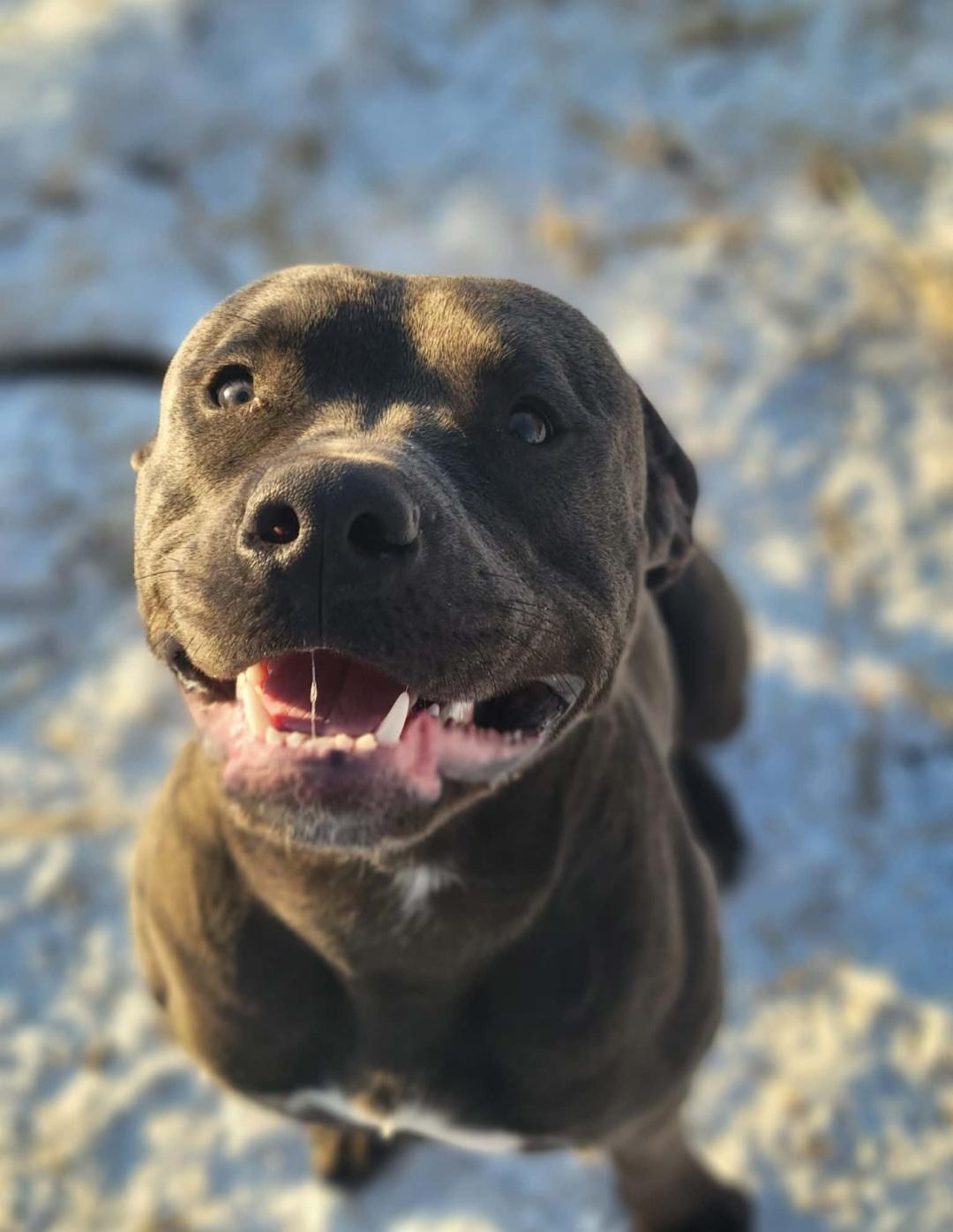 Enlarge Eleven, a Adoptable mixed breed in merrillville, IN image 3/3