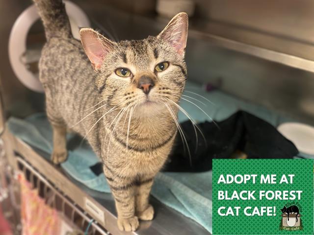 Enlarge FRANK, a Adoptable Domestic Short Hair in Fort Wayne, IN image 1/1